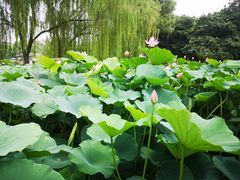 -莲花池公园
