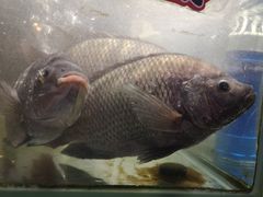 -良昌老味·海南老字号