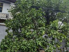 -龙津风雨桥