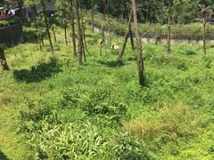 -中国大熊猫保护研究中心雅安碧峰峡基地