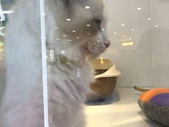 -龟与熊猫宠物公园(南坪店)