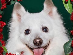 -超宠爱宠物摄影-Super pet