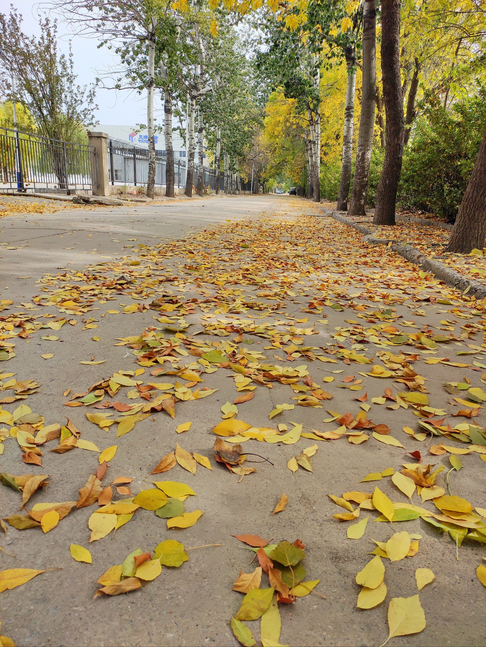 一叶知秋,落叶飘零