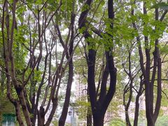 -陈家山荷花公园
