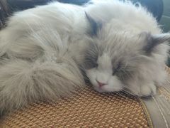 -东方名猫馆·英短金渐层布偶猫舍(环线广场1号楼店)