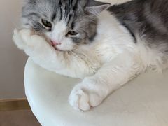 -飞行喵MR PILOT|猫舍·猫咖(静安大融城店)