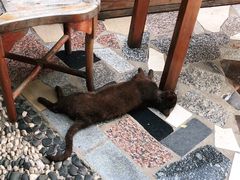 -喵屿·大理花园猫咖