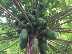 -鹿福农庄(南沙天后宫店)