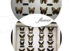 -上海昆虫博物馆