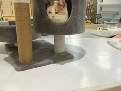 -COLOR PETS 撸猫馆·购猫·猫咖(长风大悦城店)