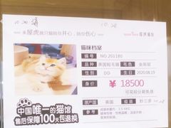 -屋虎猫馆(宝安大仟里店)