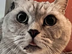 -伟伟宠物医院·CT影像中心·瑞派犬猫综合性门诊(汉口总院)