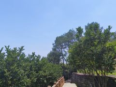 -铁山坪森林公园