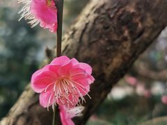 -杭州植物园