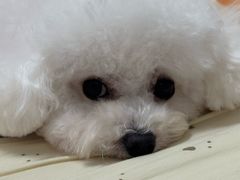 -帕帕拉兹宠物(亚洲旗舰店)