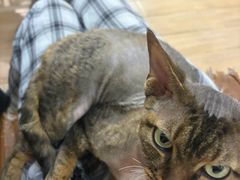 -李小姐の猫咖啡馆(五角场店)