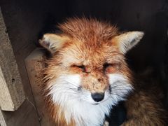 -宫城藏王狐狸村