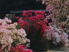 -莲花山公园