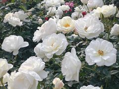 -人民公园(罗湖区)