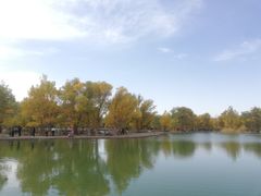 -金塔沙漠胡杨林景区