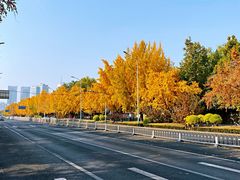 -三里屯东五街银杏大道