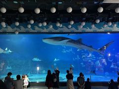 -烟台海昌鲸鲨海洋公园