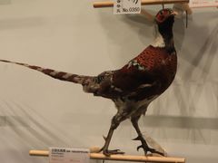 -四川大学博物馆