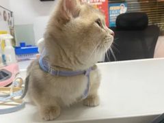 -御宝贝·A梦猫科宠物医院(国际猫友好医院)