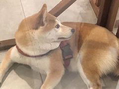 -柴犬小屋·柴餐厅·狗咖食堂(金鼎广场店)