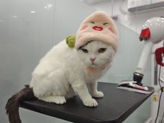 -爱洗澡的猫(望京店)