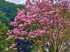 -南山植物园