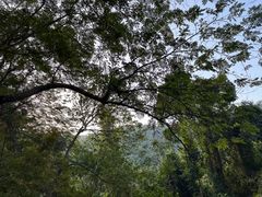 -西双版纳原始森林公园