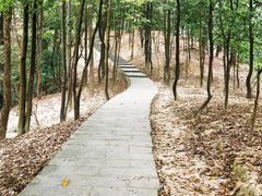 -火炉山森林公园
