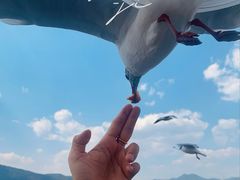-海埂大坝