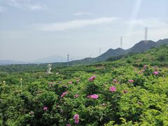 -密云玫瑰情园