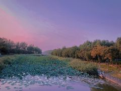 -大兴滨河森林公园