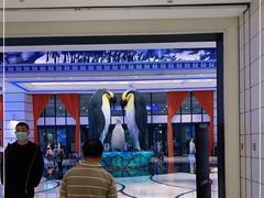 -帝企鹅自助餐厅•儿童岛•真企鹅(长隆企鹅酒店)