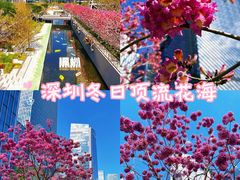 -深圳湾万象城(南山店)