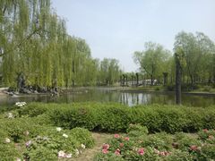 景点-石家庄市植物园