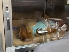 -北京派仕佳德动物医院·超导核磁·CT·神经科·骨科·内外科·急重症管理中心