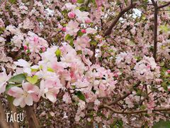 -海棠花溪(元大都城垣遗址公园)