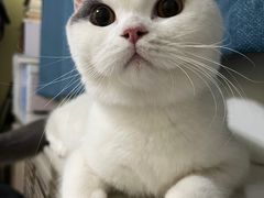 -猫大福·Fortune Cat猫舍(百子湾店)