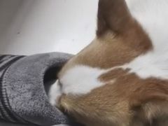 -宠福鑫康馨动物医院·骨科·眼科