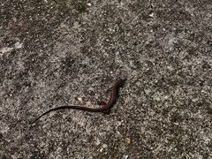 -南京老山国家森林公园