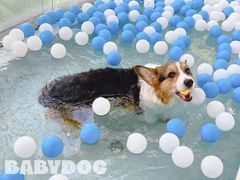 -BABYDOG宝贝狗宠物乐园(欧洲城店)
