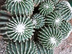 -南山植物园