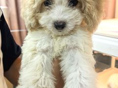 -翊宠yipet猫狗购宠庄园犬舍•猫舍