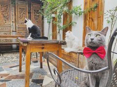 大堂-喵屿·大理花园猫咖