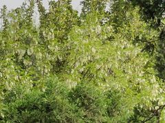 -咸阳湖景区-古渡公园