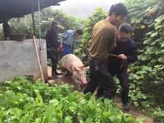 -王家小院